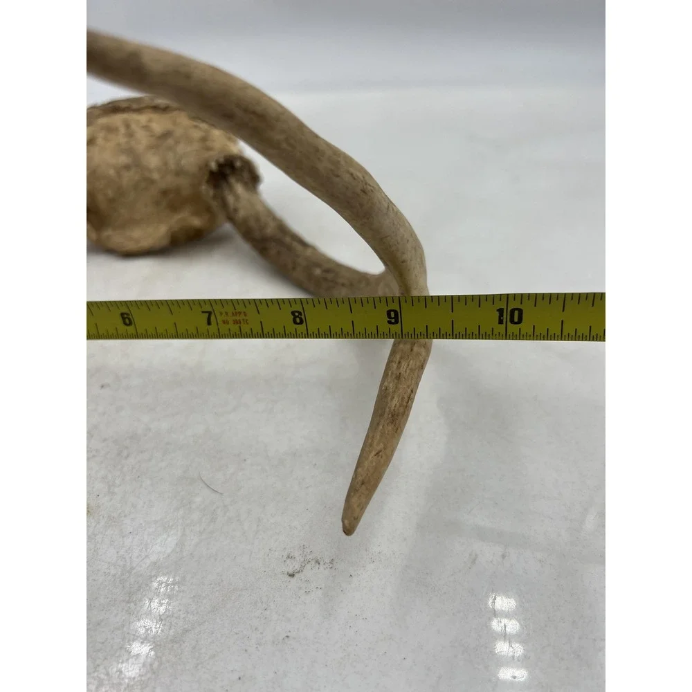 Deer Antlers Skull Plate European Mount 6 Point Real Bone Taxidermy Decor Cabin